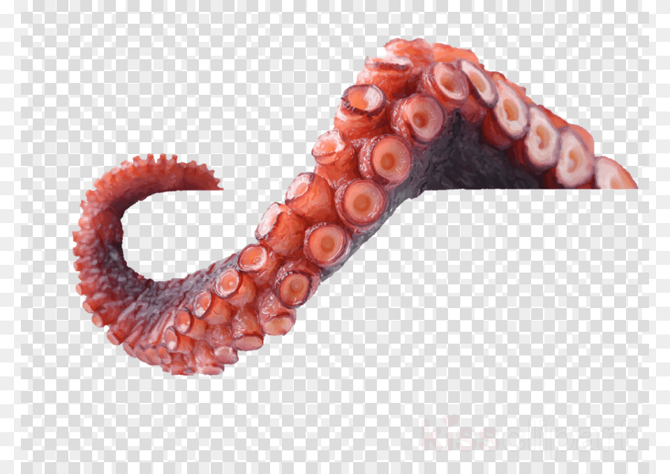 Clipart Resolution Octopus Tentacle, Animal, Sea Life, Invertebrate Free Transparent Png