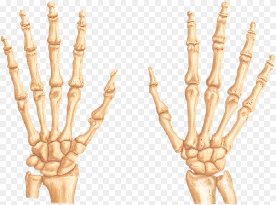 Clipart Resolution Bones Of The Hand, Person, Chess, Game Png