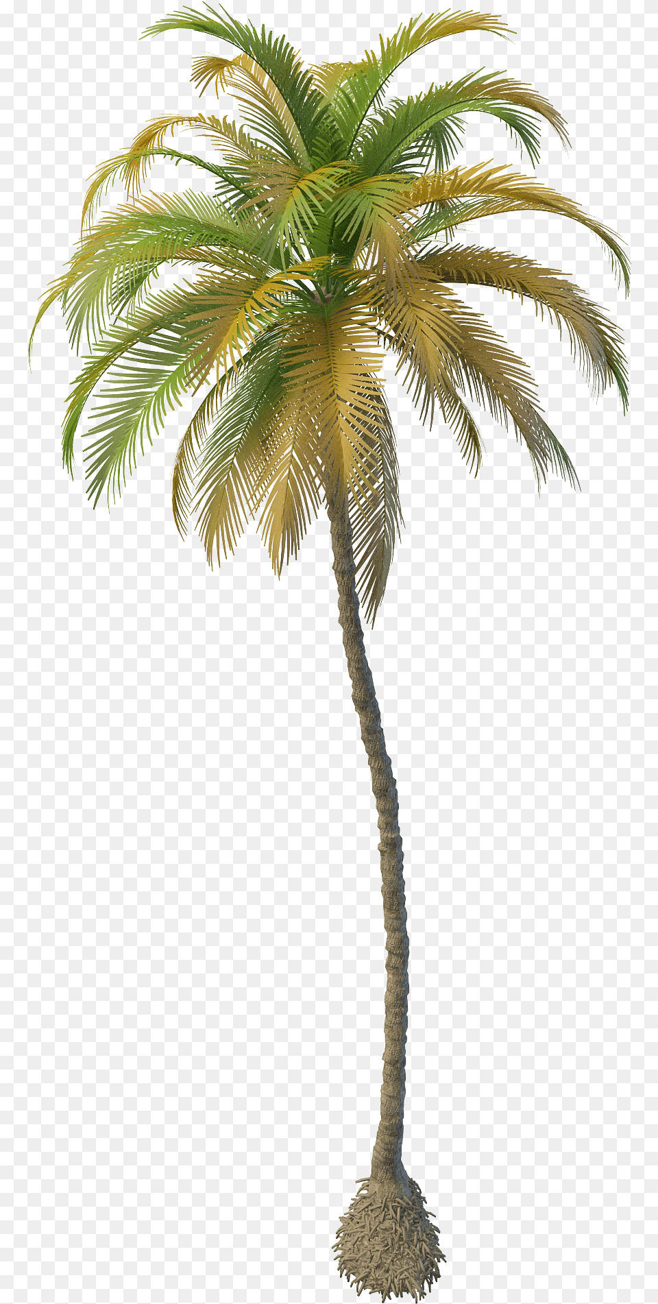 Clipart Resolution Coconut Tree Free Download, Palm Tree, Plant Png