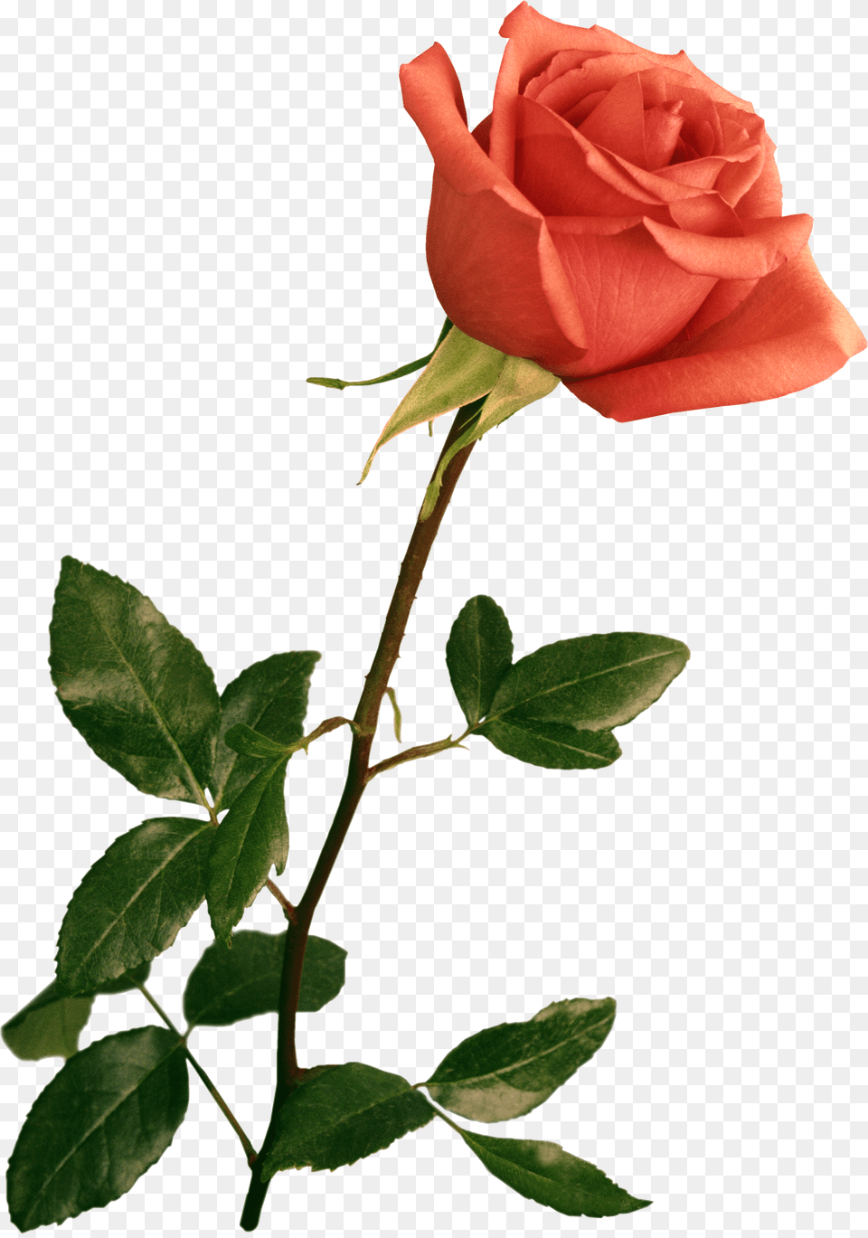 Clipart Resolution Flower For Photoshop, Plant, Rose Png Image