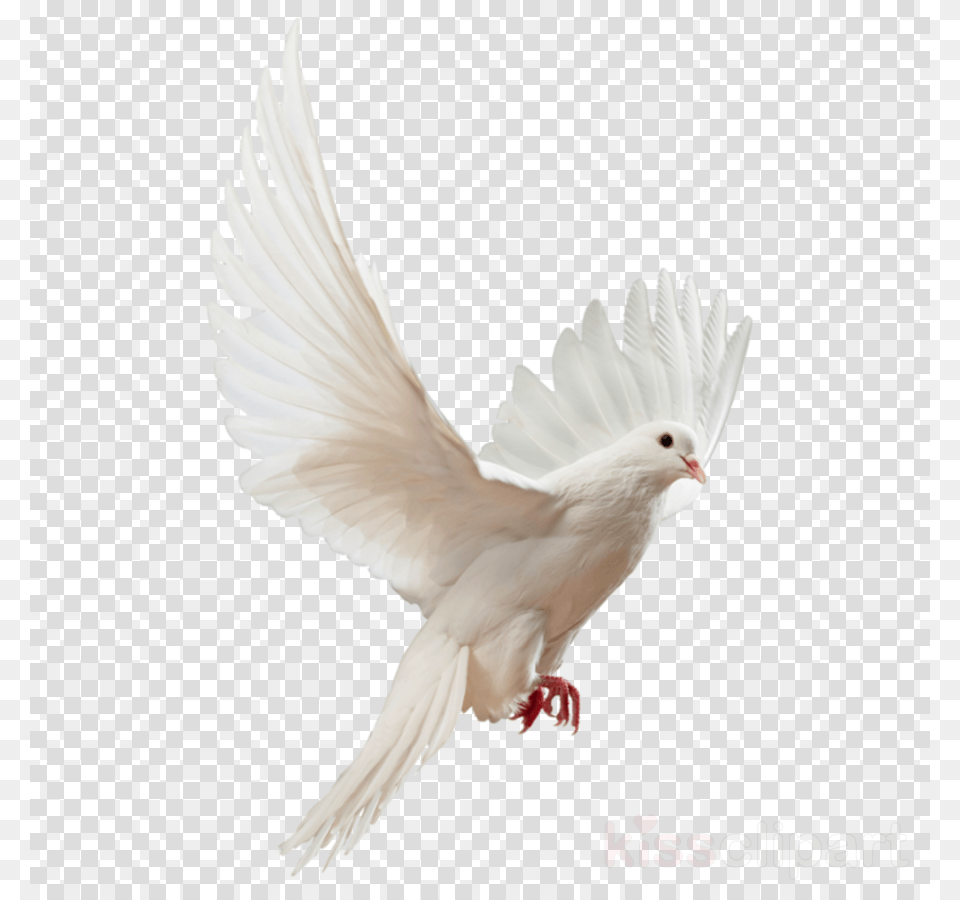 Clipart Resolution White Dove, Animal, Bird, Pigeon Free Png Download