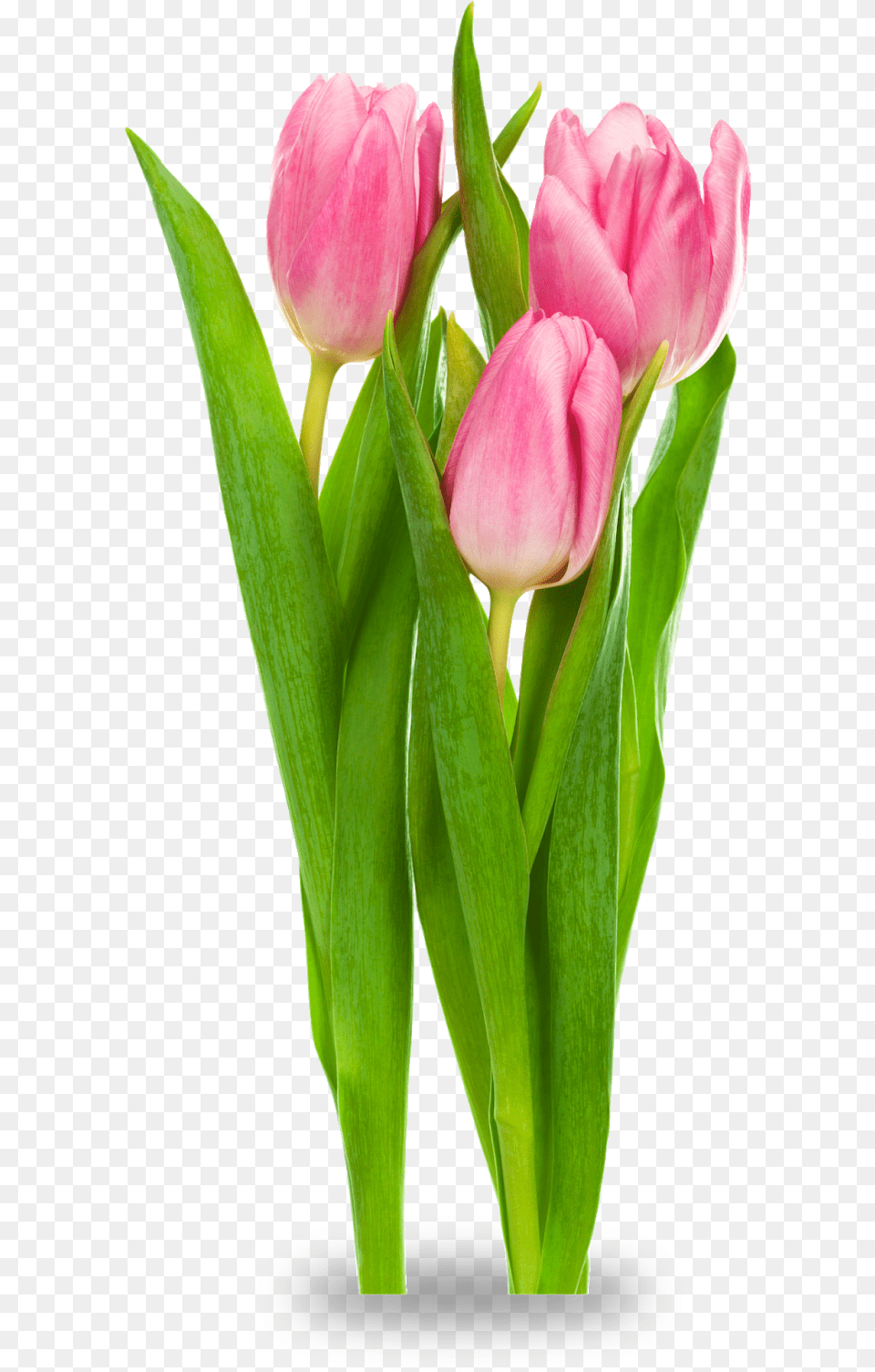 Clipart Resolution Cut Flowers Transparent Background, Flower, Plant, Tulip, Petal Png