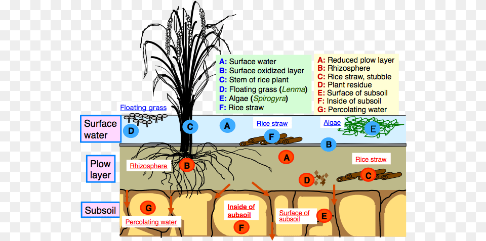 Clipart Rock Soil Structure Of Paddy Field, Book, Comics, Publication, Plant Png Image