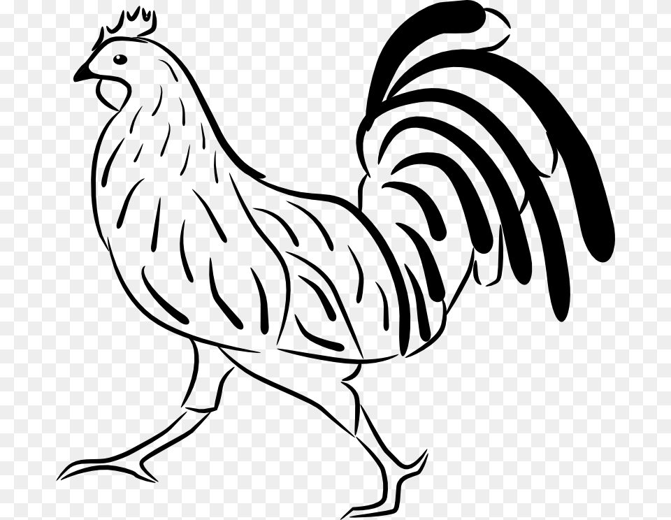 Clipart Rooster Petelin Pobarvanka, Animal, Bird, Fowl, Poultry Free Png