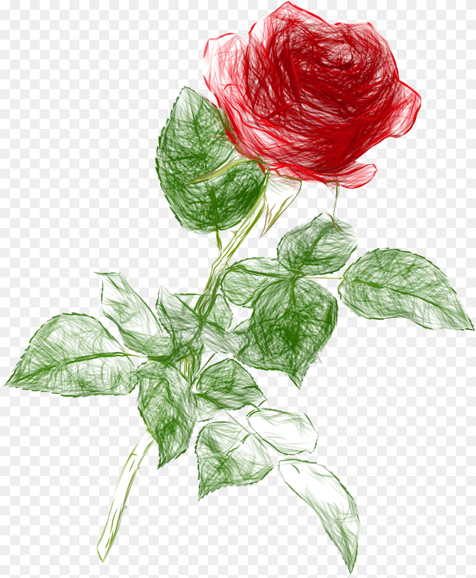 Clipart Roses Drawn Rose Drawing, Flower, Leaf, Plant Free Png Download