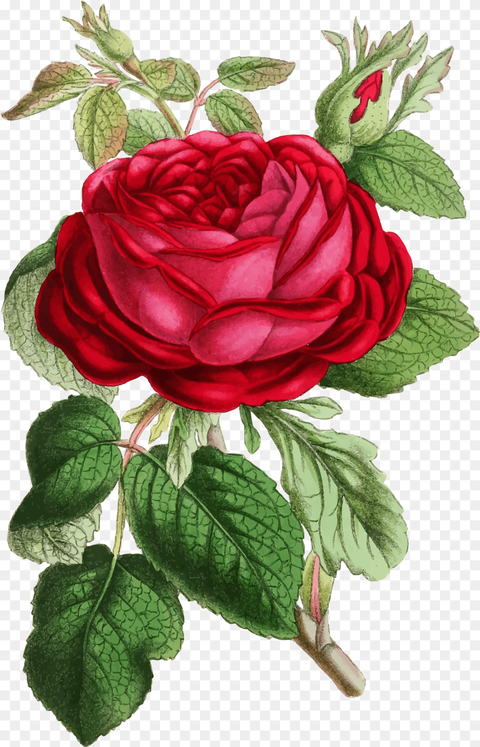 Clipart Roses Illustration Rose Illustration Vintage, Flower, Plant, Leaf, Petal Png Image