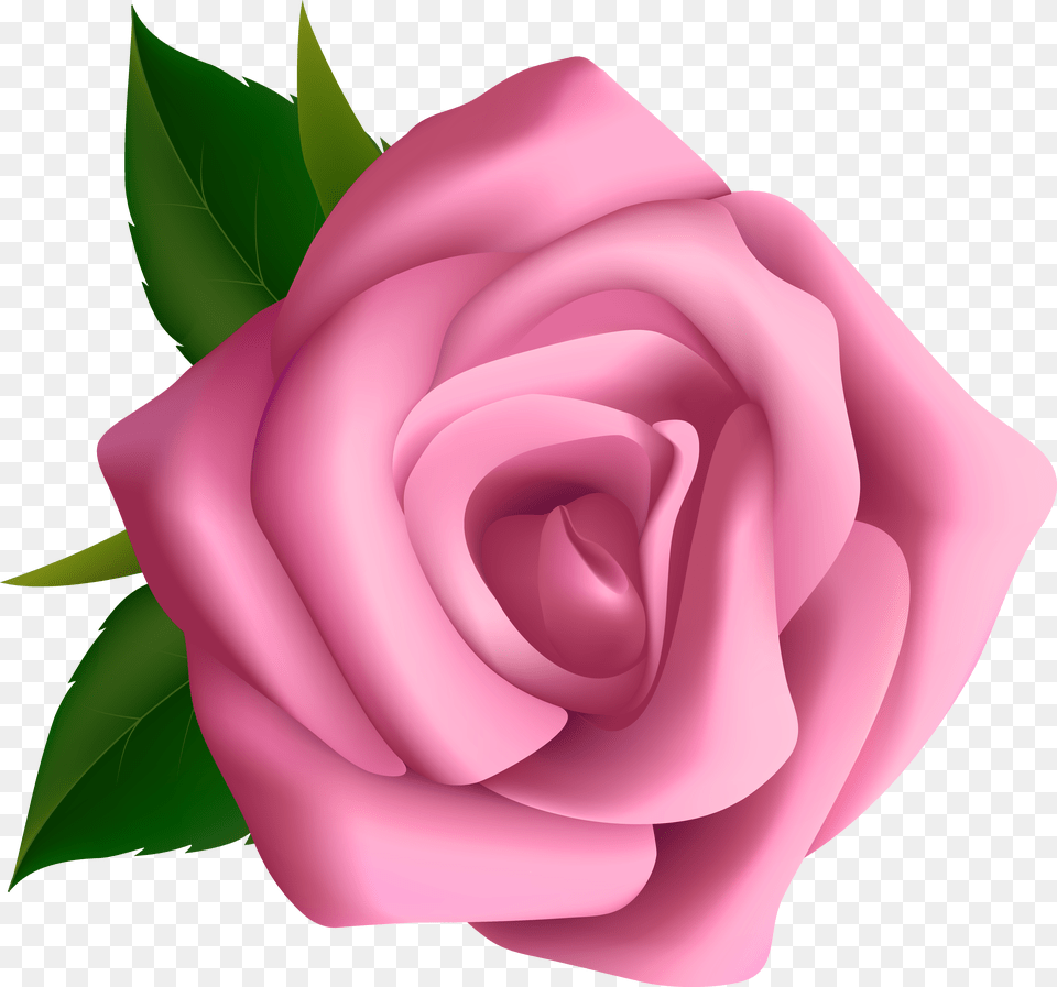 Clipart Roses Pink Rose Transparent Hd, Person, Dancing, Leisure Activities, Sport Png