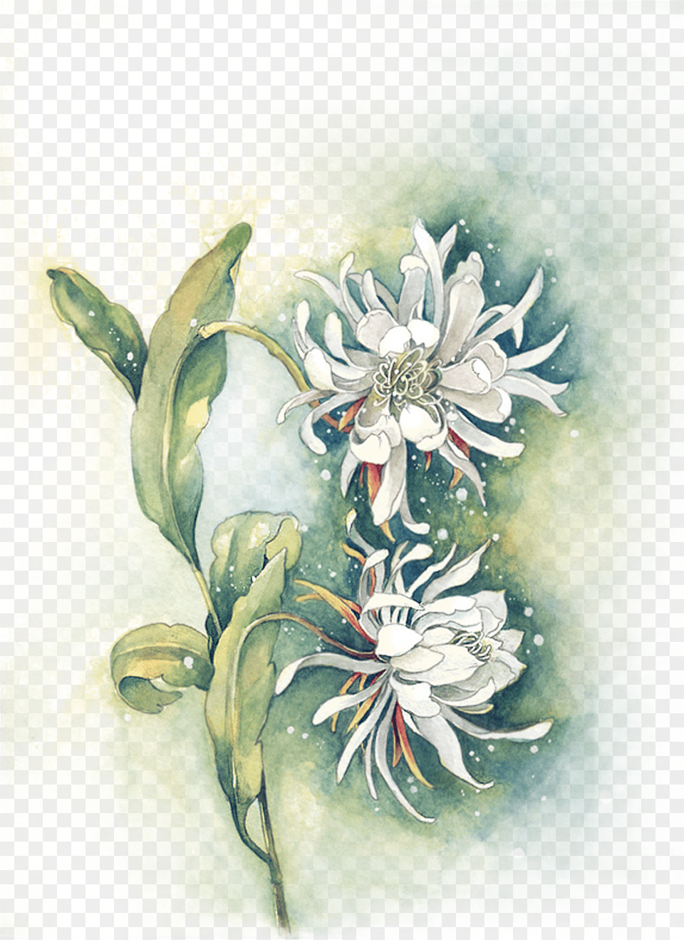 Clipart Royalty Edelweiss Drawing Watercolor Watercolor Wash Flower Painting, Art, Floral Design, Graphics, Pattern Free Png Download