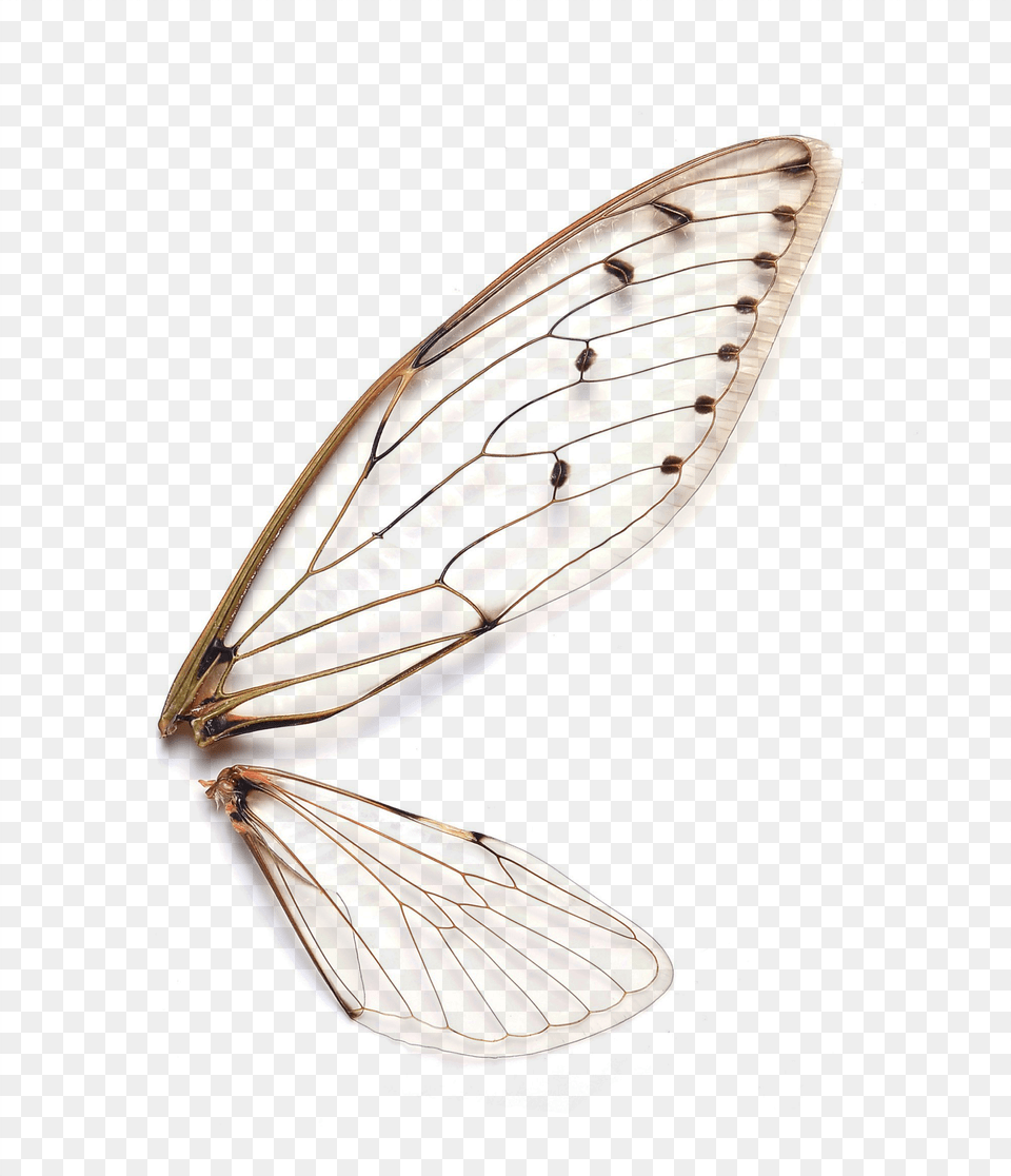 Clipart Royalty Stock How Can I Have It So The Insects Wings, Animal, Insect, Invertebrate Free Transparent Png
