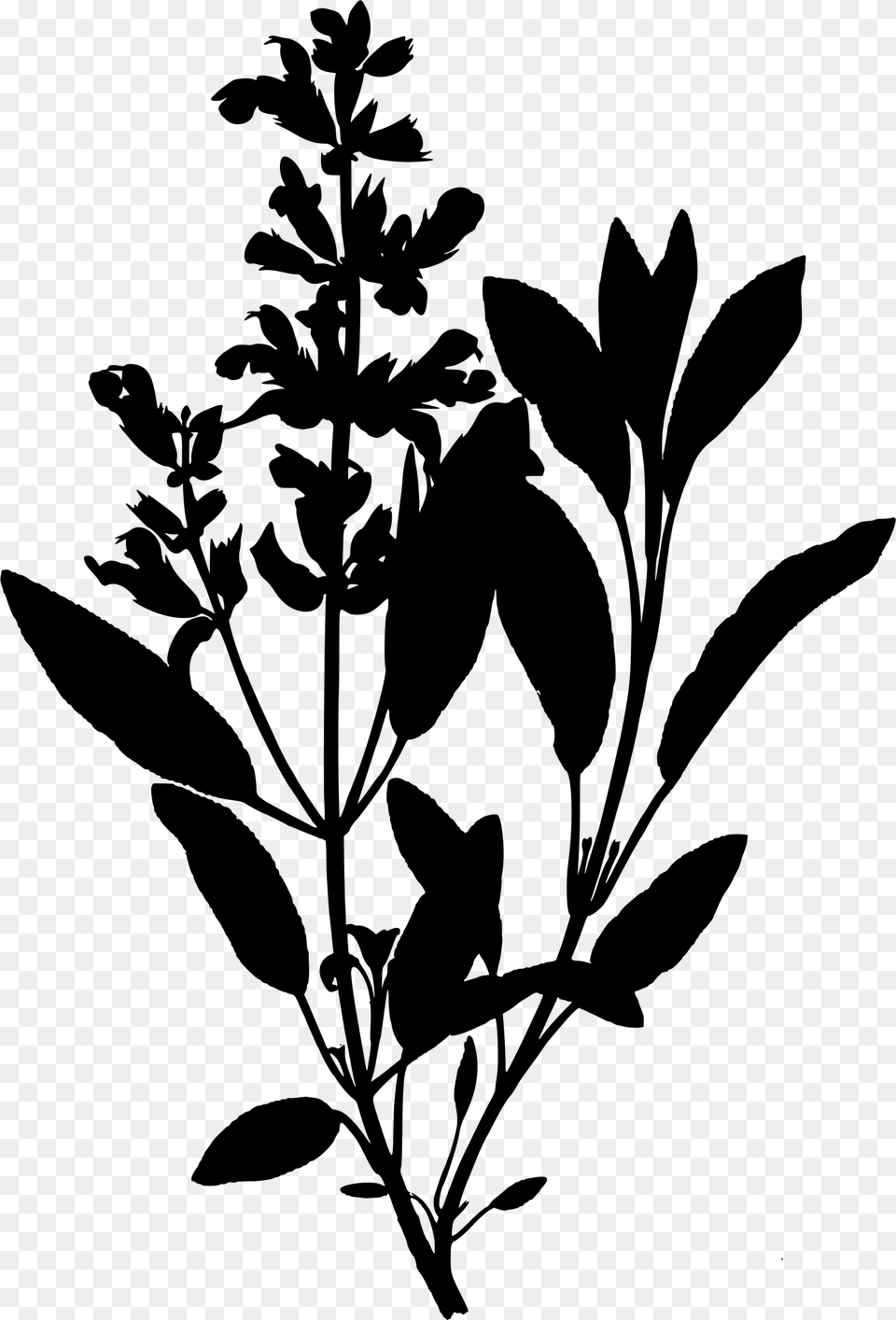 Clipart Sage Botanical Illustration, Gray Free Transparent Png