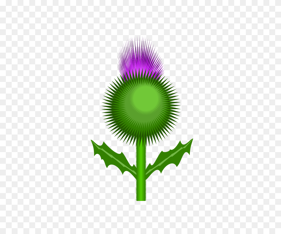 Clipart Scottish Thistle Kevie, Flower, Green, Plant Free Png
