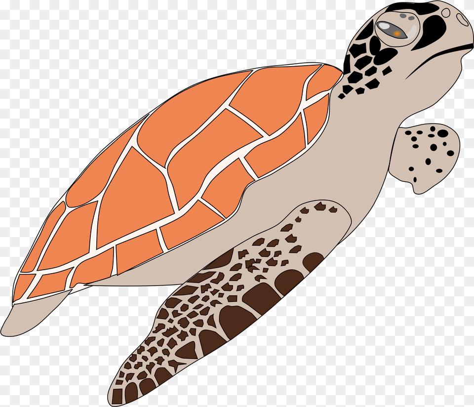 Clipart Sea Turtle, Animal, Reptile, Sea Life, Sea Turtle Png Image