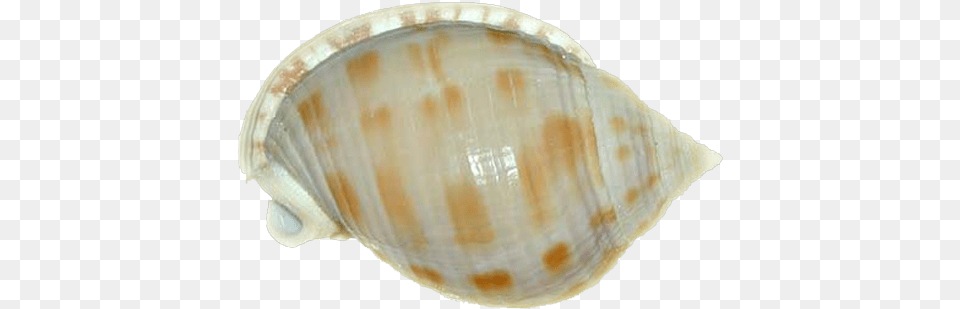 Clipart Seashell, Animal, Clam, Food, Invertebrate Free Png Download