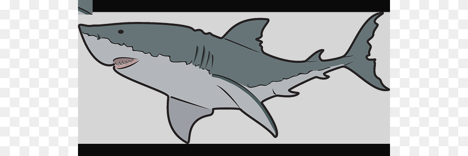 Clipart Shark, Animal, Fish, Sea Life, Great White Shark Free Png