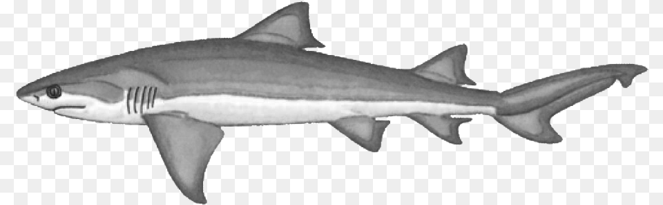 Clipart Shark Lemon Shark Six Gill Shark, Animal, Fish, Sea Life Png Image