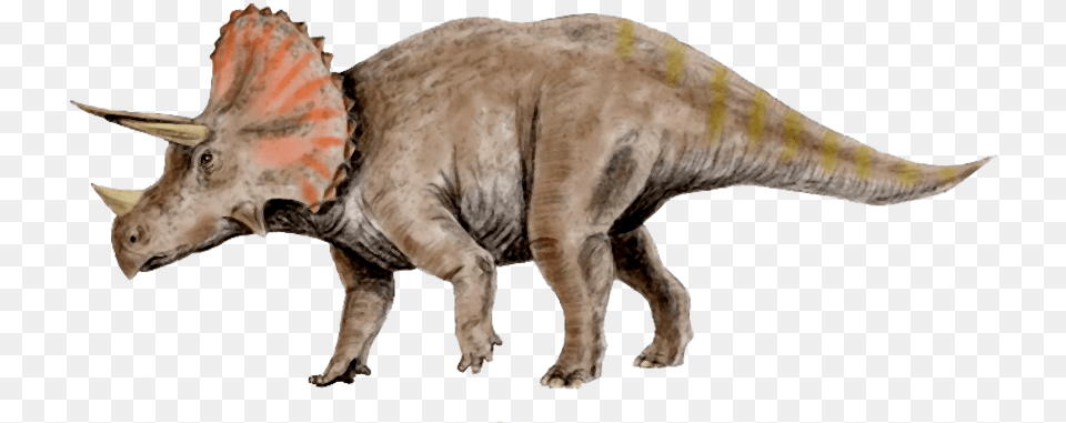 Clipart Skeleton Triceratops Clipart Triceratops, Animal, Dinosaur, Reptile Png Image