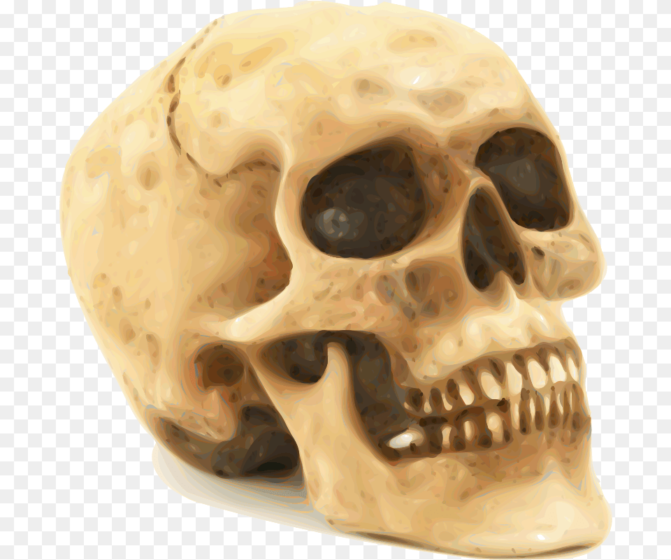 Clipart Skull Human Human Skull, Hot Tub, Tub, Head, Person Free Png Download