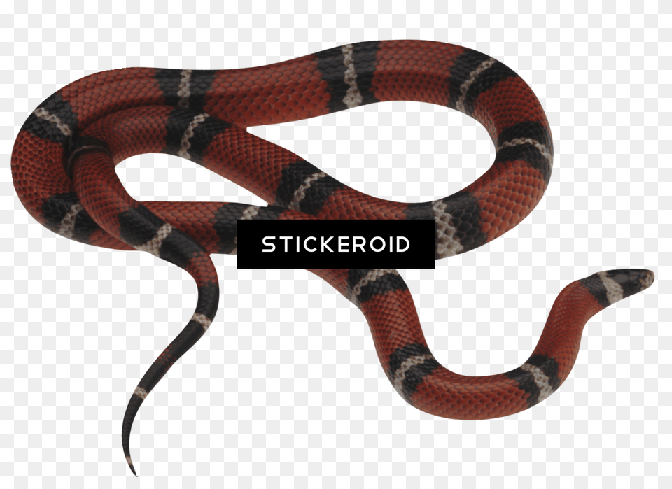 Clipart Snake, Animal, Reptile, King Snake Free Transparent Png