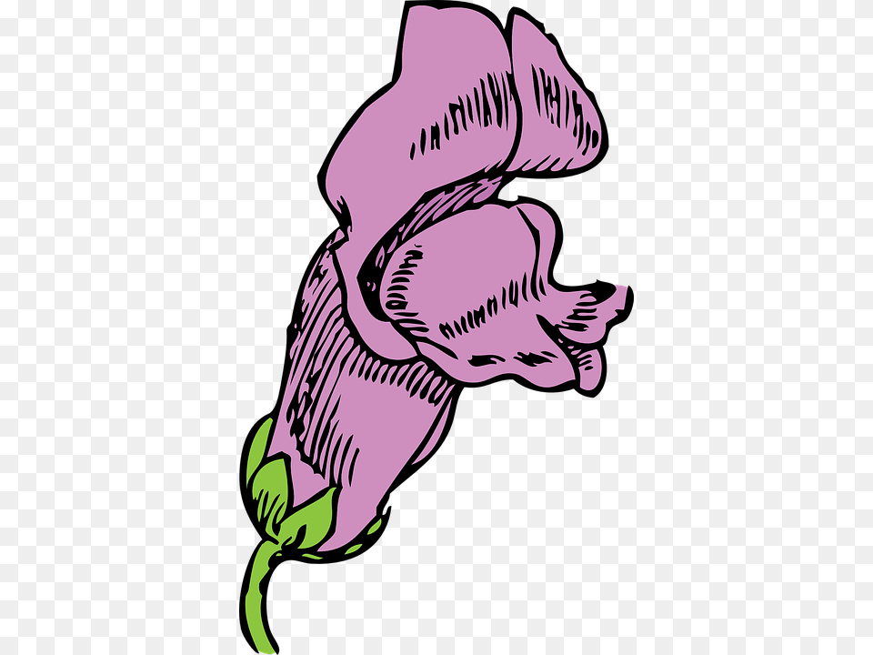 Clipart Snapdragon Flower Drawing, Plant, Purple, Person, Art Free Png