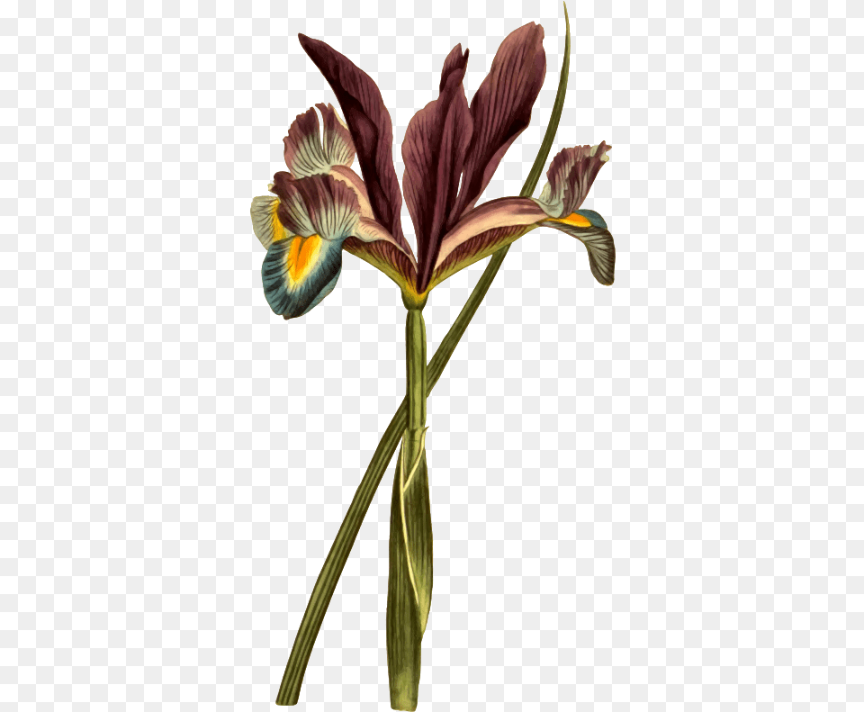 Clipart Spanish Flag Plant Clipart Potted Plant Botanical Illustration Flower, Iris, Petal Free Transparent Png