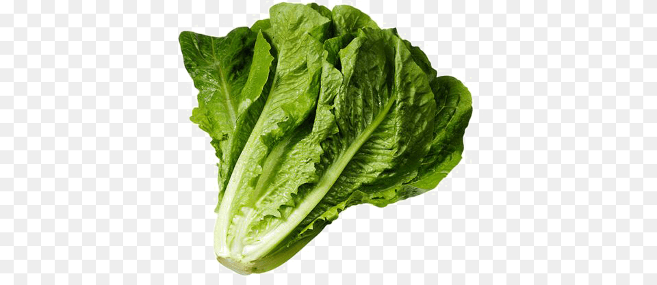 Clipart Spinach Lettuce, Food, Plant, Produce, Vegetable Png