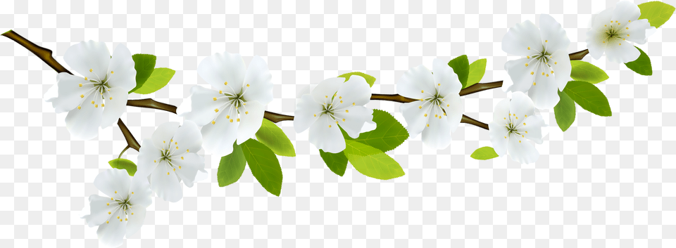 Clipart Spring Background Background White Flowers, Anther, Flower, Geranium, Plant Png Image