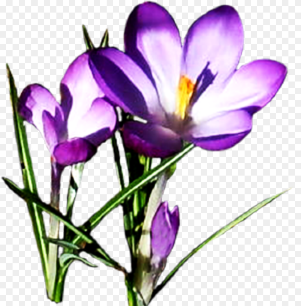 Clipart Spring Flowers Spring Flower Clipart, Plant, Crocus, Petal, Purple Png Image