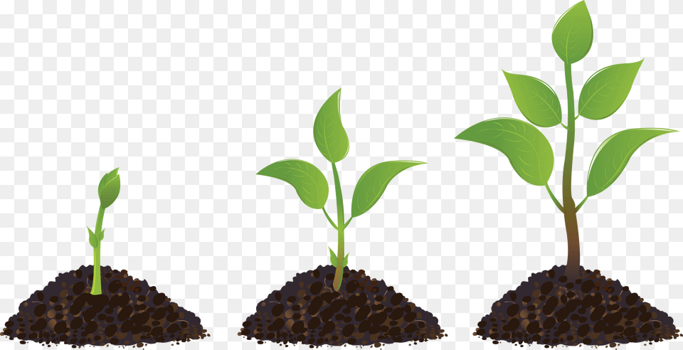 Clipart Sprout Drawing Seedling Clipart Plant Growth, Leaf, Soil Png