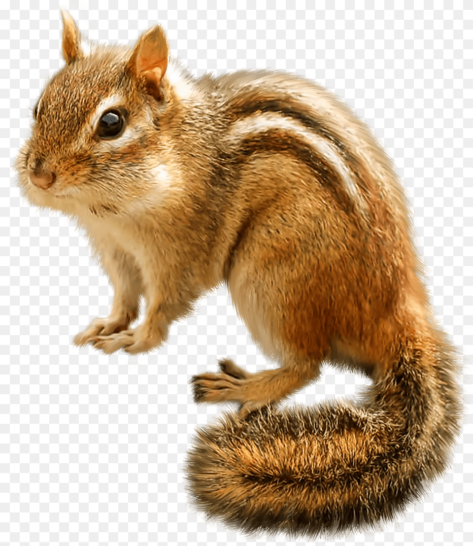 Clipart Squirrel Transparent Background Chipmunk Clipart, Weapon, Baby, Person, Bow Png Image