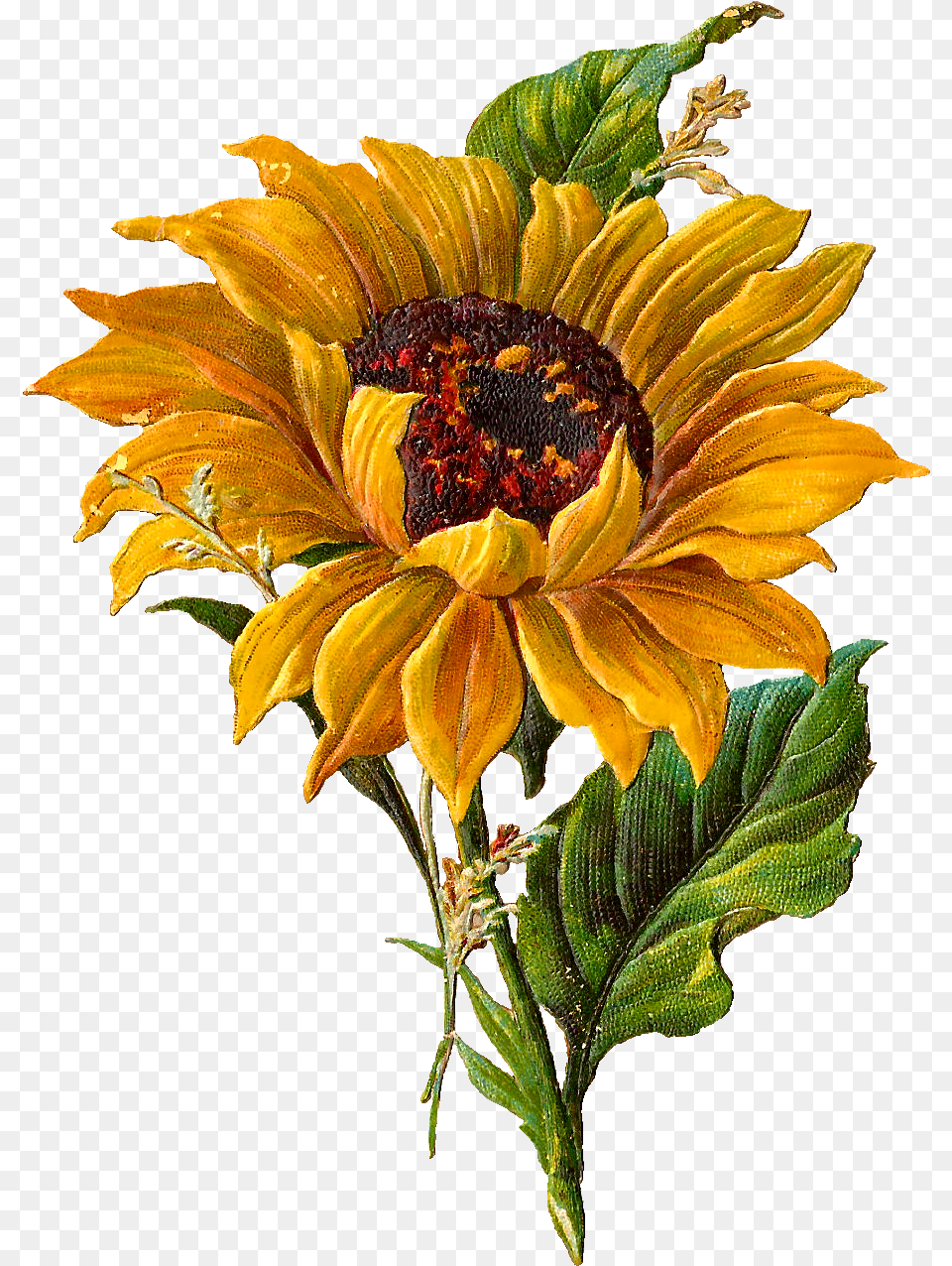 Clipart Sun Vintage Clipart Sun Vintage Transparent Van Gogh Sunflowers, Flower, Plant, Sunflower, Daisy Free Png