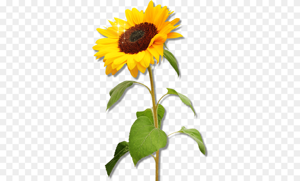 Clipart Sunflower Clipart Sunflower, Flower, Plant Png