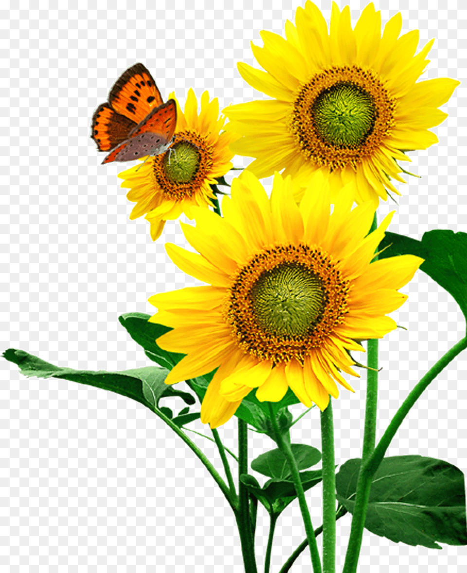 Clipart Sunflower Flowers, Flower, Plant Free Png Download