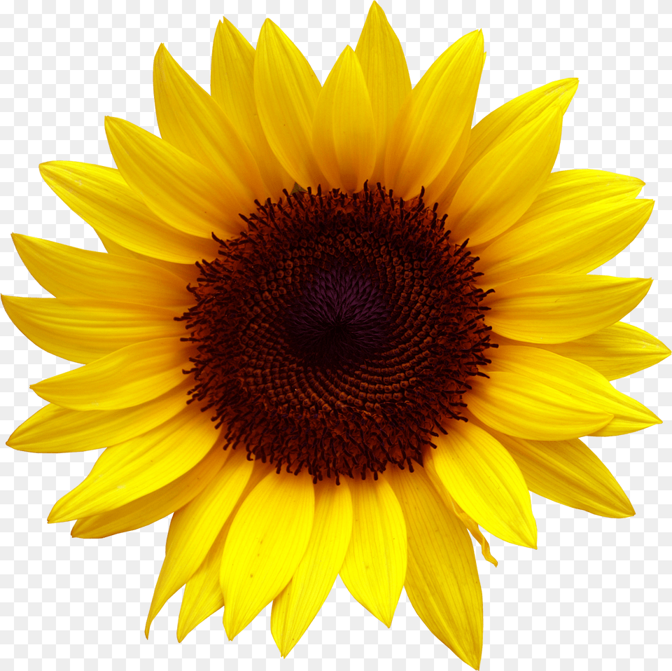 Clipart Sunflower Sunflower, Flower, Plant, Daisy Free Transparent Png