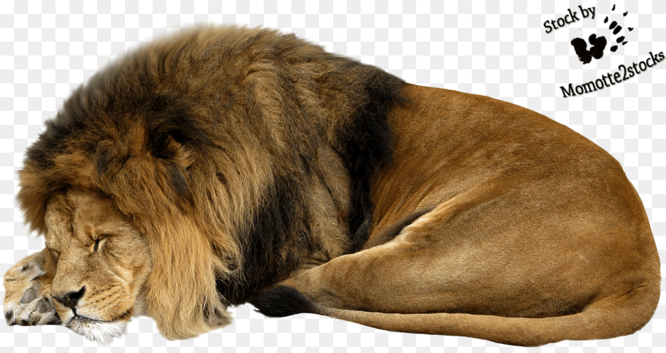 Clipart Swimming Lion Sleeping Lion Clipart, Animal, Mammal, Wildlife Free Png Download