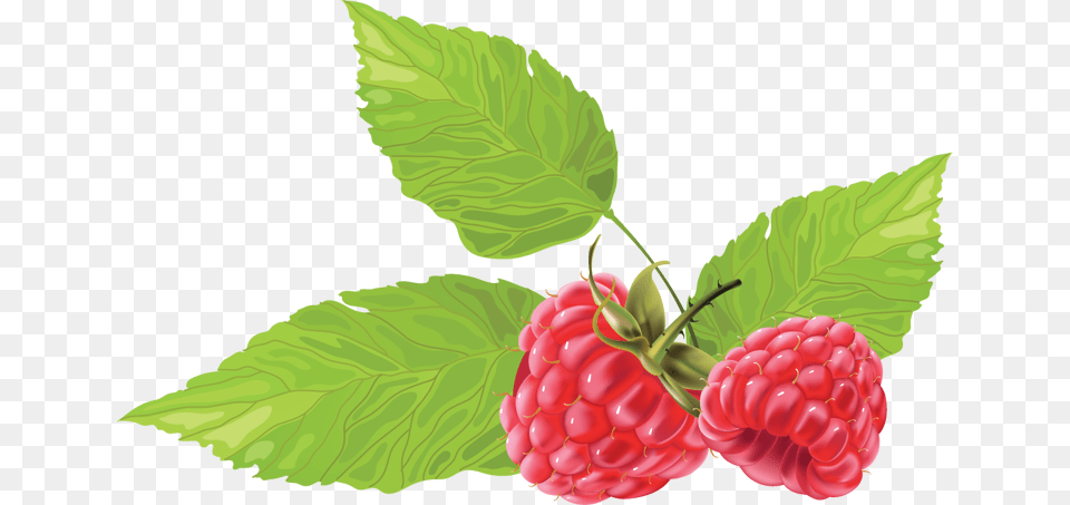 Clipart T, Berry, Food, Fruit, Plant Free Transparent Png