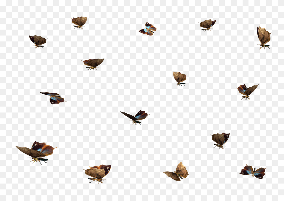 Clipart Till Photoshop, Animal, Bird, Flying, Wildlife Png Image