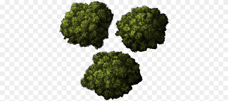 Clipart Top Tree Top Down Trees, Moss, Plant, Vegetation, Pattern Free Transparent Png