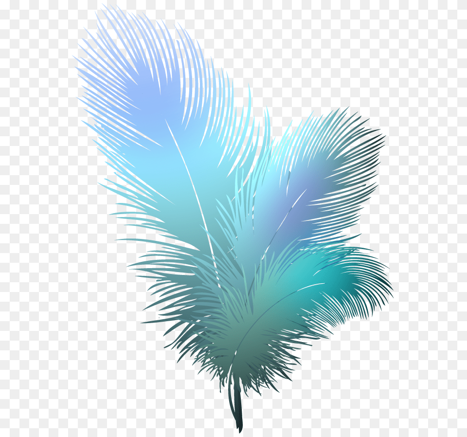 Clipart Transparent Background 2 Transparent Background Feathers, Art, Graphics, Pattern, Accessories Free Png Download