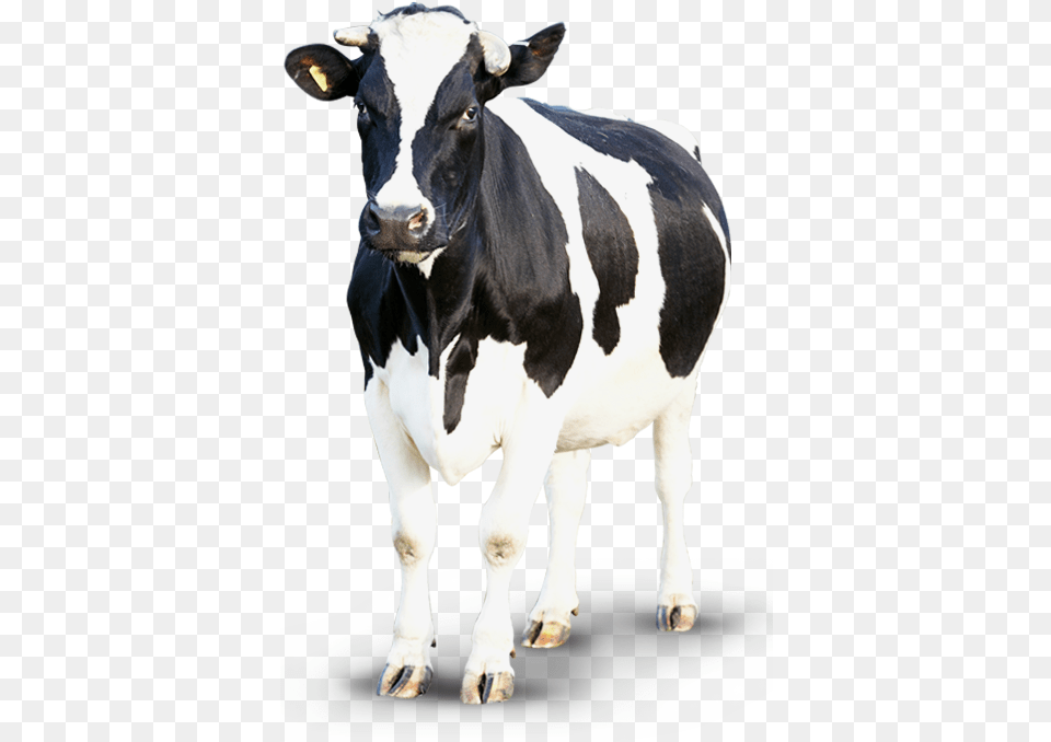 Clipart Transparent Background Cow, Animal, Cattle, Dairy Cow, Livestock Png