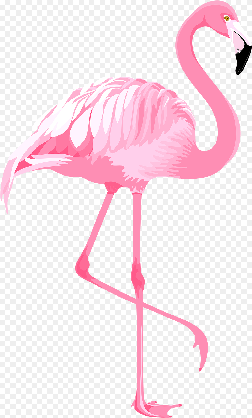 Clipart Transparent Background Images Flamingos, Animal, Bird, Flamingo Png