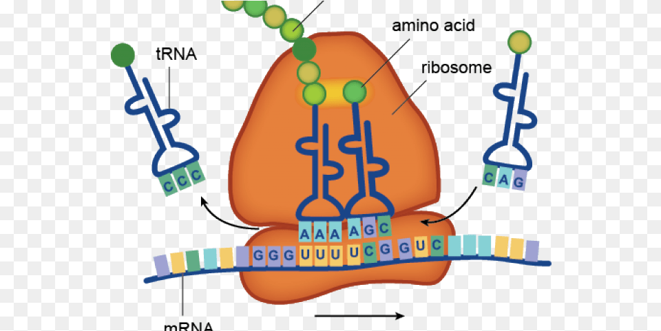 Clipart Transparent Background Mrna Attaches To Ribosome, Dynamite, Weapon Png