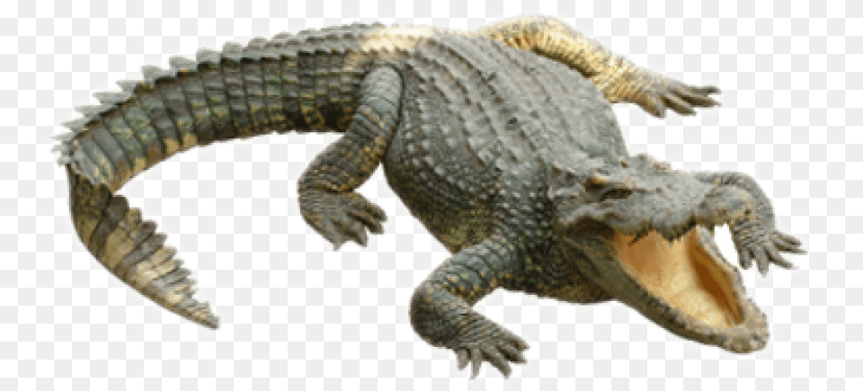 Clipart Transparent Download Crocodile Alligator Background, Animal, Lizard, Reptile Png Image