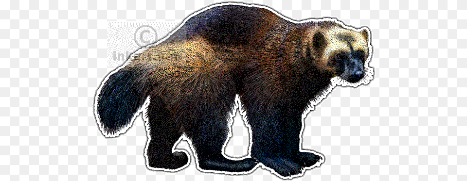 Clipart Transparent Stock For Free Download On Wolverine Throw Blanket, Animal, Bear, Mammal, Wildlife Png