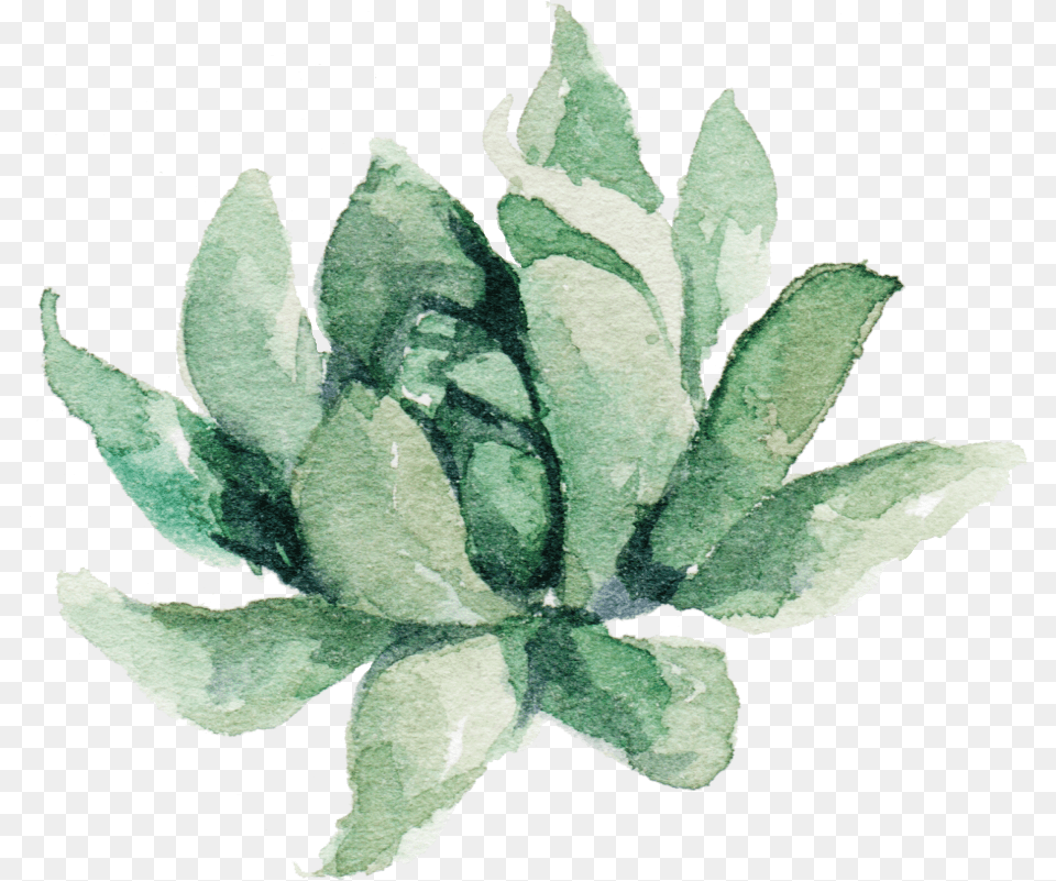 Clipart Transparent Succulent Watercolor Aztec Fabric Transparent Watercolor Plant, Leaf, Herbal, Herbs, Art Free Png Download
