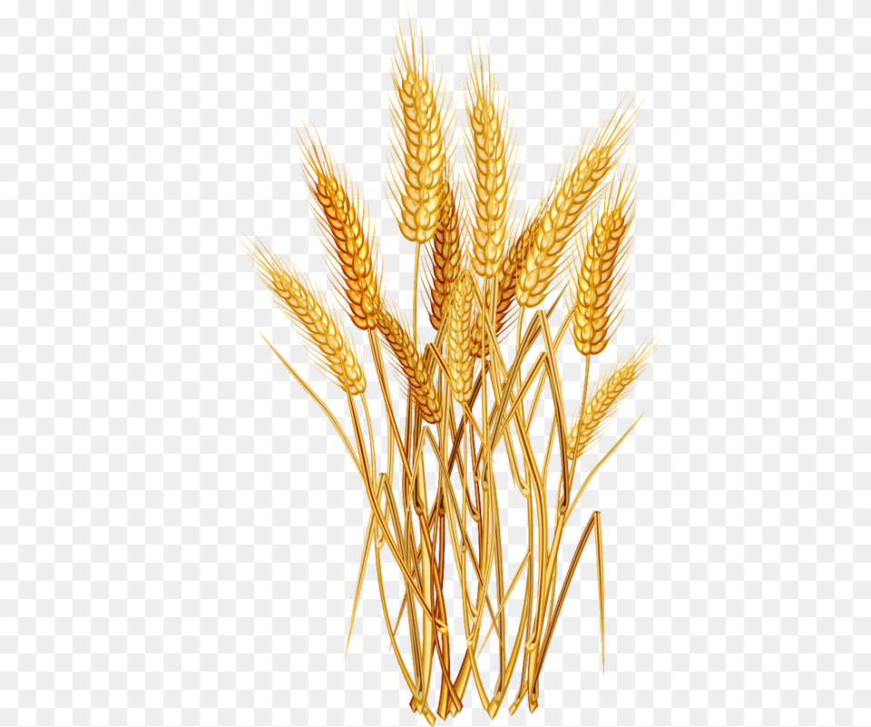 Clipart Tree Wheat Transparent For Wheat Plant, Food, Grain, Produce, Chandelier Free Png Download