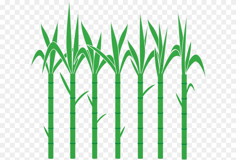 Clipart Trees Sugarcane Transparent Sugar Cane Picture Transparent, Plant, Bamboo Free Png Download