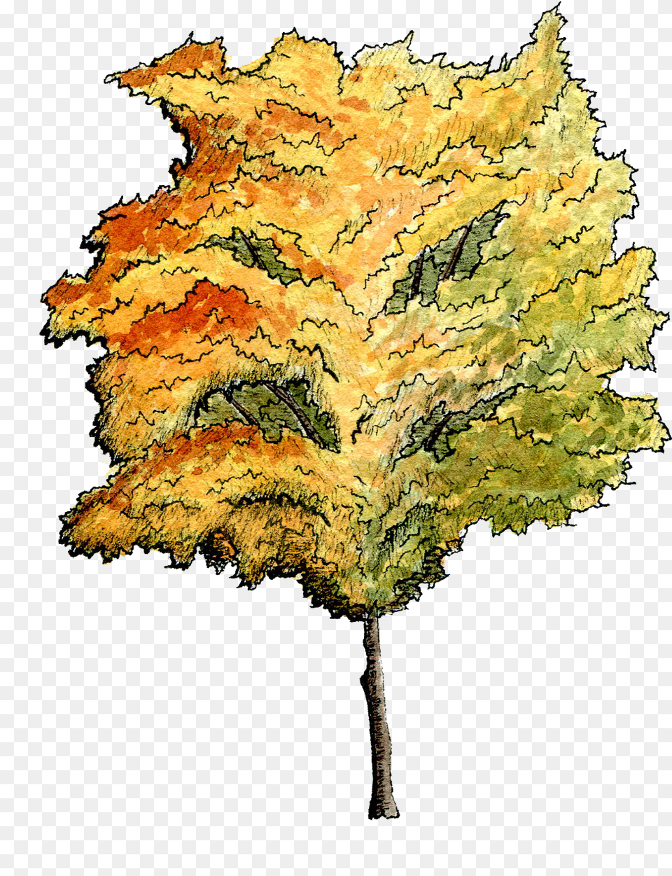 Clipart Trees Watercolor Tree Architectural Watercolor Paint, Leaf, Maple, Plant, Person Free Png