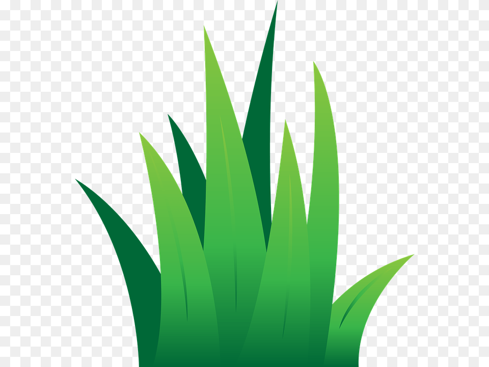 Clipart Tuft Of Grass, Green, Leaf, Plant, Aloe Png