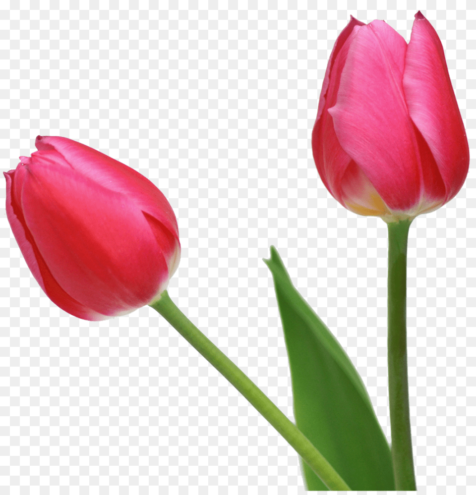 Clipart Tulips Flowers, Flower, Plant, Tulip, Rose Free Png