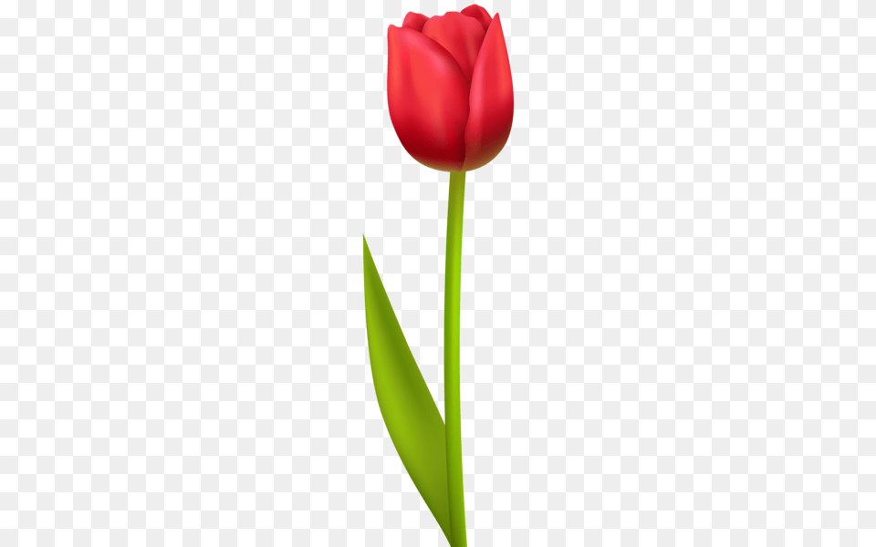 Clipart Tulips Red Tulips, Flower, Plant, Tulip Free Transparent Png